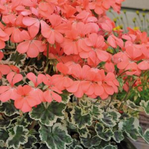 Geranium Zonal Variegated 'Frank Headley' Plug Plants Pack x6