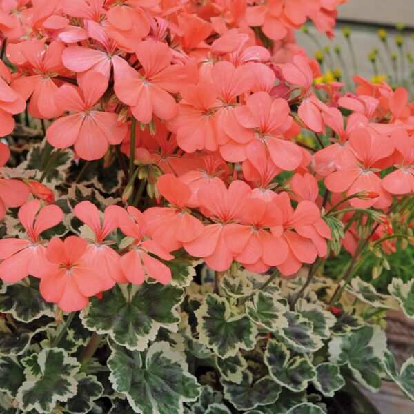 Geranium Zonal Variegated 'Frank Headley' Plug Plants Pack x6