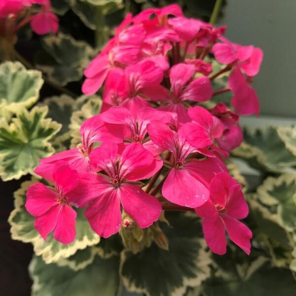 Geranium Zonal Variegated 'Madame Salleron' Plug Plants Pack x6