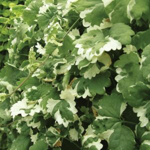 Nepeta Trailing Garden Basket Plug Plants Pack x6