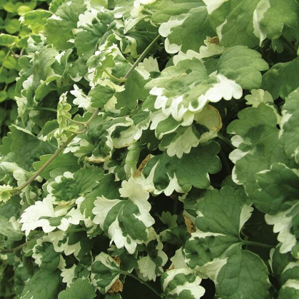 Nepeta Trailing Garden Basket Plug Plants Pack x6