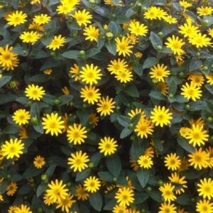 Sanvitalia Trailing Golden Aztec Summer Plug Plants Pack x6