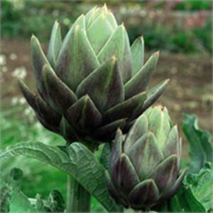 Artichoke 'Green Globe' Pack King's Seeds