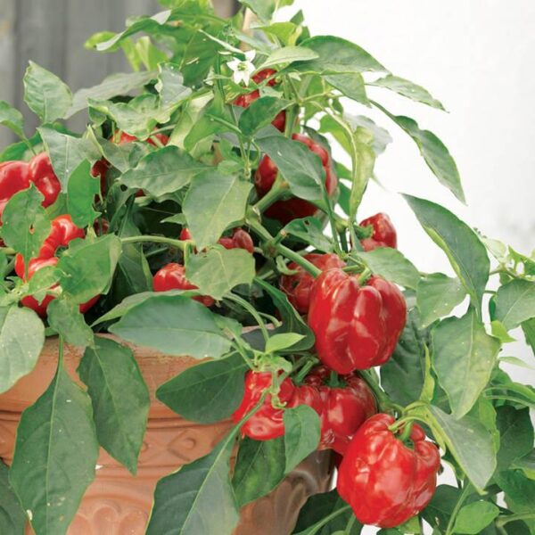 Pepper Sweet Redskin F1 Vegetable Plug Plants Pack x6