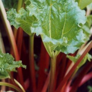 Rhubarb 'Victoria' Vegetable Plug Plants Pack X6