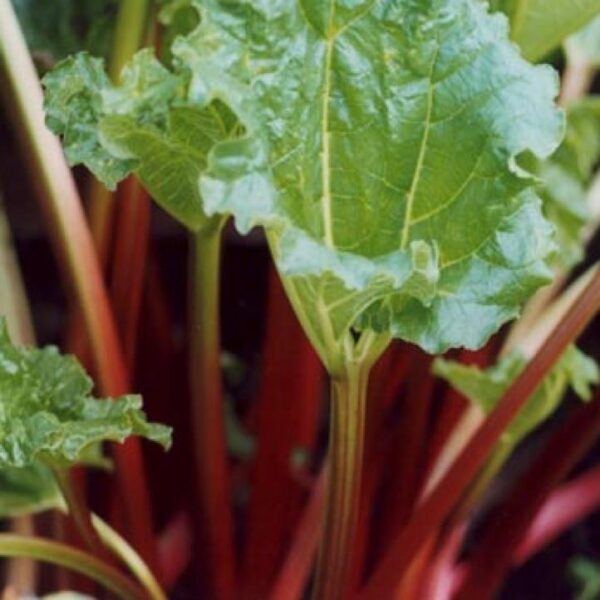 Rhubarb 'Victoria' Vegetable Plug Plants Pack X6