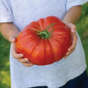 Giant Tomato 'Gigantomo' Vegetable plug Plants Pack x6
