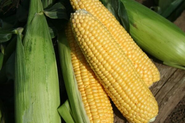 Sweet Corn Goldcrest F1 Pack x6 Vegetable Plug Plants