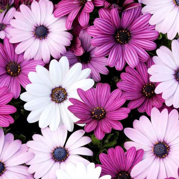 Osteospermum 'Akila' Berries and Cream Pack x6 Plug Plants