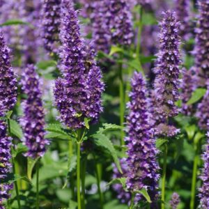 Agastache 'Black Adder' Perennial 9cm Pot Plants Pack x3