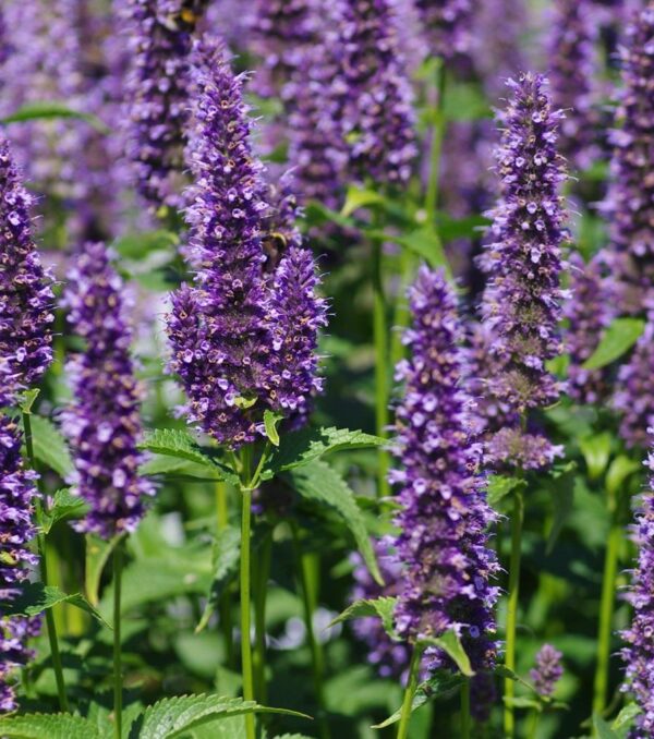 Agastache 'Black Adder' Perennial 9cm Pot Plants Pack x3
