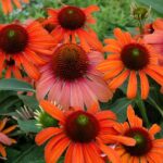 Echinacea (Coneflower) 'Julia®' Perennial LARGE Plug Plants Pack x3
