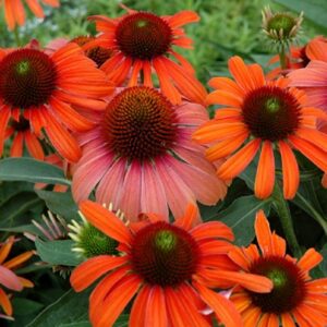 Echinacea (Coneflower) 'Julia®' Perennial LARGE Plug Plants Pack x3
