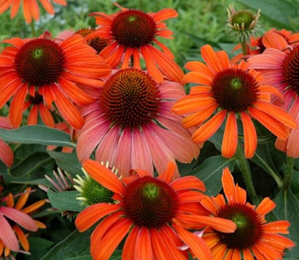 Echinacea (Coneflower) 'Julia®' Perennial LARGE Plug Plants Pack x3
