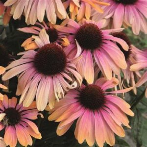 Echinacea (Coneflower) 'Rainbow Marcella' Perennial 9cm Pot Plants Pack x3