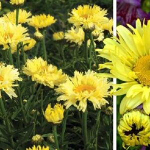 Leucanthemum Shasta Daisy x Goldfinch Perennial Plug Plants Pack x6