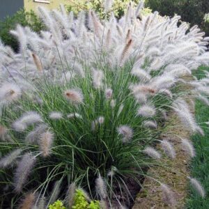 Perennial Grass Pennisetum Alopecuroides 'Hameln' 9cm Pot Plants Pack x3