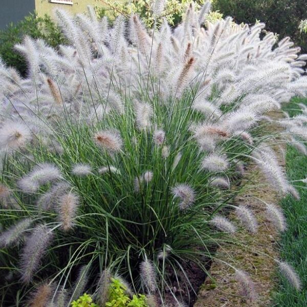 Perennial Grass Pennisetum Alopecuroides 'Hameln' 9cm Pot Plants Pack x3