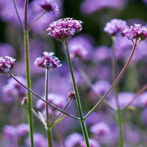 Verbena Bonariensis Violetta Perennial 9cm Pot Plants Pack x3