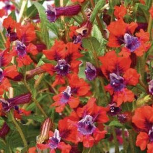 Cuphea 'Tiny Mice' Summer Bedding & Basket Plug Plants Pack x6