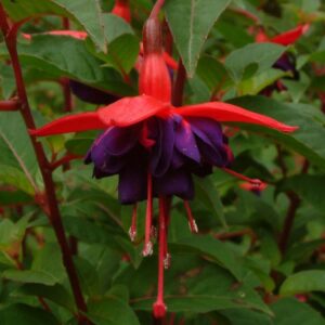 Fuchsia Hardy Bush 'Dollar Princess' Summer Garden Plug Plants Pack x6