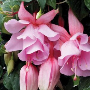 Fuchsia Trailing 'Julie Horton' Summer Garden Plug Plants Pack x6
