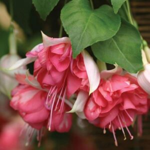 Fuchsia Giant Trailing 'Peachy' Summer Plug Plants Pack x6