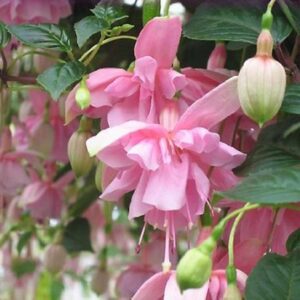 Fuchsia Trailing 'Pink Galore' Summer Garden Plug Plants Pack x6