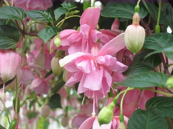 Fuchsia Trailing 'Pink Galore' Summer Garden Plug Plants Pack x6