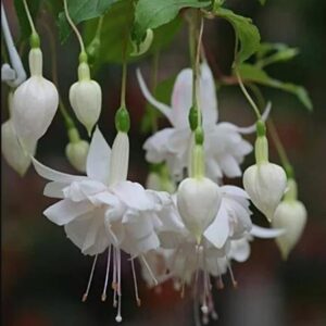 Fuchsia Giant 'White King' Garden Plug Plants Pack x6
