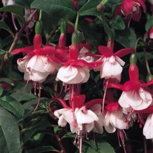 Fuchsia Hardy Bush 'Snowcap' Garden Plug Plants Pack x6