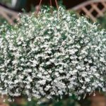 Lobelia Trailing White Star® Hanging Basket Plug Plants Pack x6