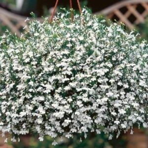 Lobelia Trailing White Star® Hanging Basket Plug Plants Pack x6