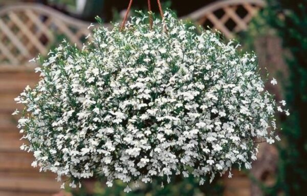 Lobelia Trailing White Star® Hanging Basket Plug Plants Pack x6