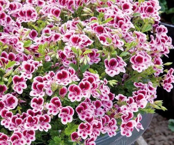Pelagonium Geranium Scented Angel Eyes® Randy Plug Plants Pack x6