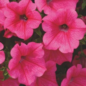 Petunia Surfinia "Hot Pink" Trailing Basket Plug Plants Pack x6