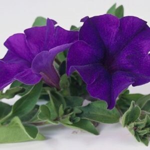 Surfinia Trailing Petunia "Blue" Trailing Basket Plug Plants Pack x6