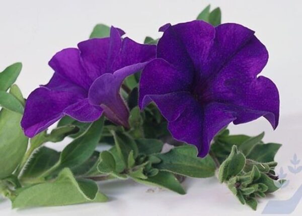 Surfinia Trailing Petunia "Blue" Trailing Basket Plug Plants Pack x6