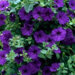 Surfinia Trailing Petunia "Blue" Trailing Basket Plug Plants Pack x6