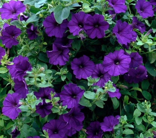 Surfinia Trailing Petunia "Blue" Trailing Basket Plug Plants Pack x6