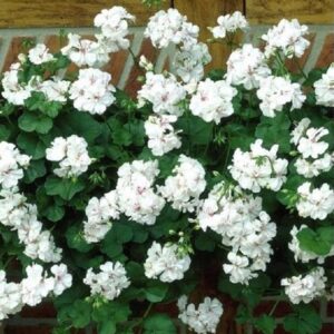 Ivy Leaf Trailing Geranium Grandeur® 'White' Plug Plants Pack x6