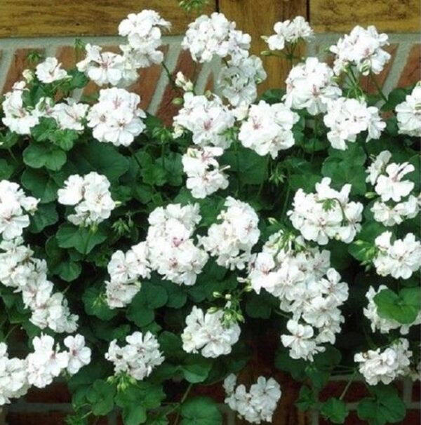 Ivy Leaf Trailing Geranium Grandeur® 'White' Plug Plants Pack x6