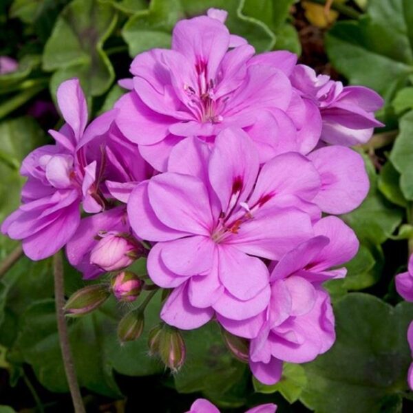 Ivy Leaf Trailing Geranium Grandeur® 'Violet' Plug Plants Pack x6