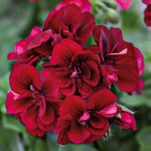 Ivy Leaf Trailing Geranium Grandeur® 'Velvet' Plug Plants Pack x6