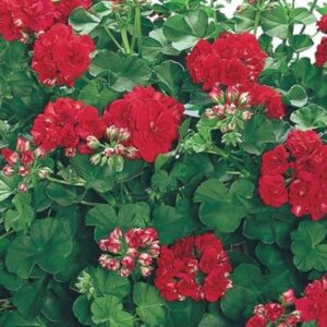 Ivy Leaf Trailing Geranium Grandeur® 'Deep Red' Plug Plants Pack x6