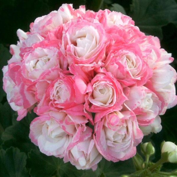 Geranium Zonal Grandeur® Deco Appleblossom Garden Plug Plants Pack x6