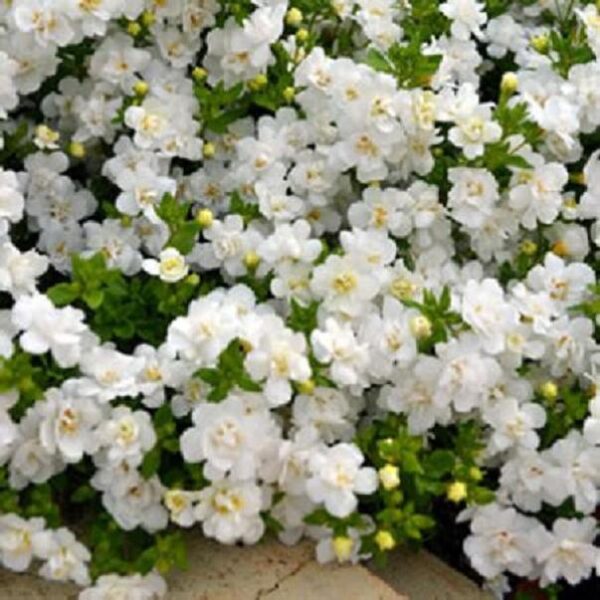 Bacopa Trailing Baristo® Double White Plug Plants Pack x6