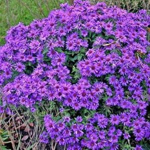 Aster novi-belgii 'Purple Dome' Perennial 9cm Pot Plants Pack x3