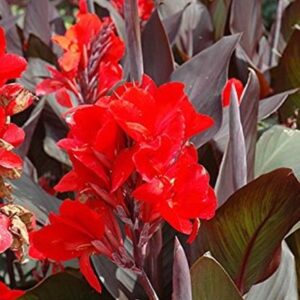 Canna Lily Cannova F1 Bronze-Scarlet Plug Plants Pack x6 Limited Supply!