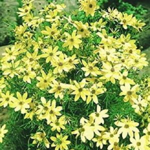 Coreopsis Verticillata 'Moonbeam' Perennial 9cm Pot Plants Pack X3